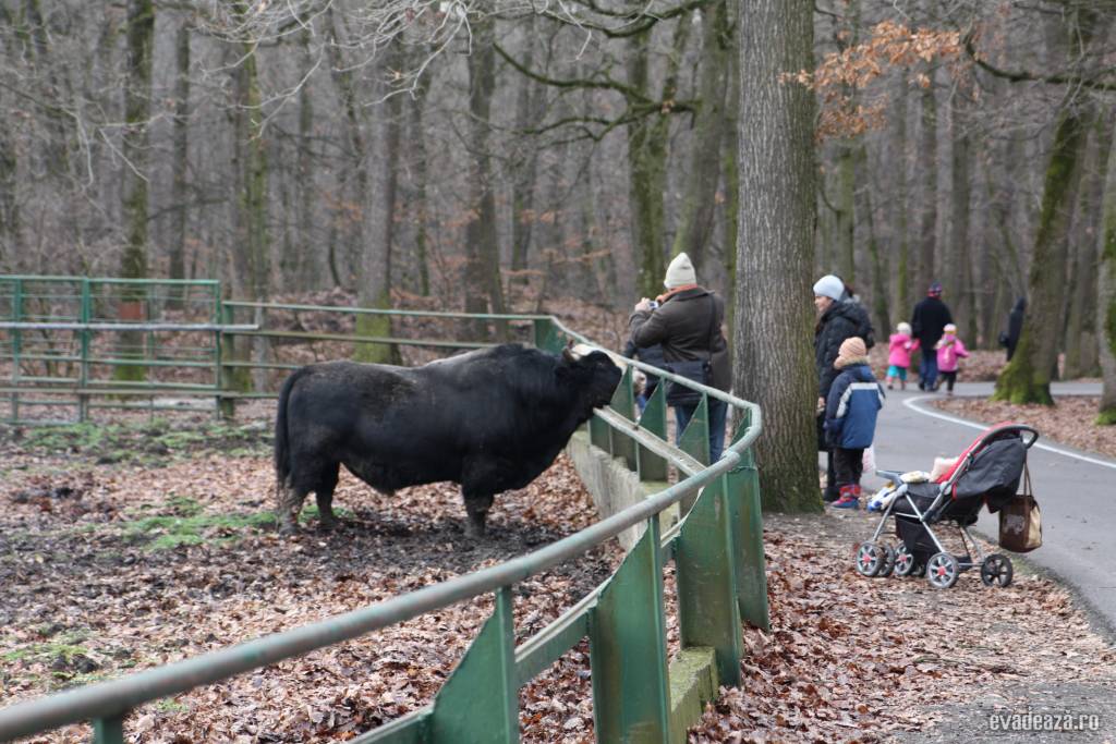 Gradina Zoologica Targu Mures | 21